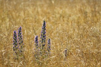 Kaikoura Peninsula 2AM-004498. ©Andrew McInnes