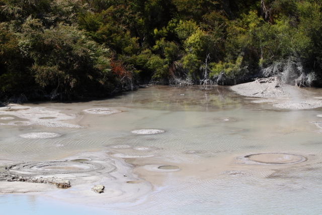 Mud Pool - Waiotapu 2AM-004227