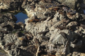 New Zealand fur seal 2AM-004332. ©Andrew McInnes