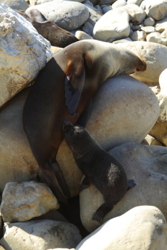 New Zealand fur seal 2AM-004337. ©Andrew McInnes