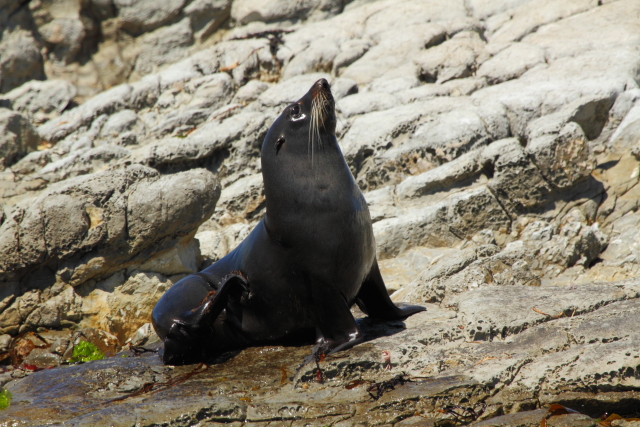 New Zealand fur seal 2AM-004384. ©Andrew McInnes