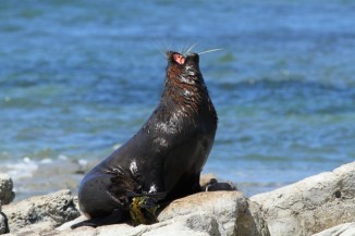 New Zealand fur seal 2AM-004403. ©Andrew McInnes