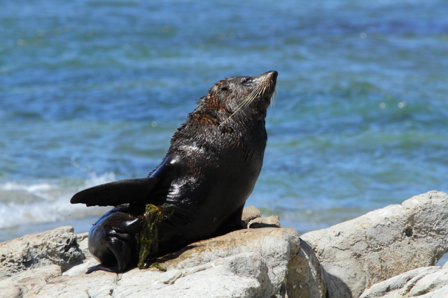 New Zealand fur seal 2AM-004426. ©Andrew McInnes