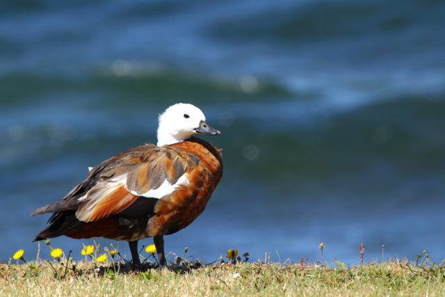Paradise Shelduck 2AM-004285. ©Andrew McInnes