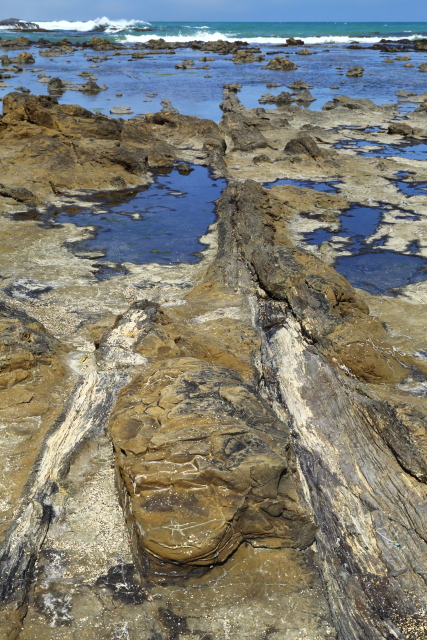 Petrified Forest - Curio Bay 2AM-000635