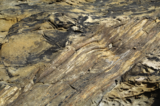 Petrified Forest - Curio Bay 2AM-000665