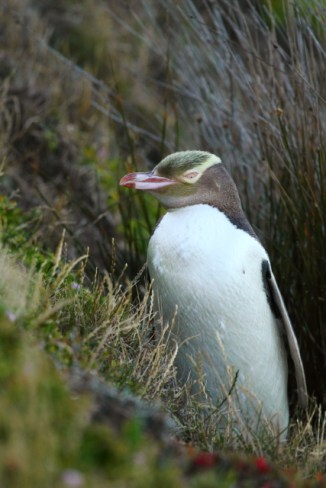 Yellow-eyed Penguin 2AM-004780