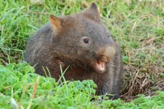 Bare-nosed wombat 2AM-001412