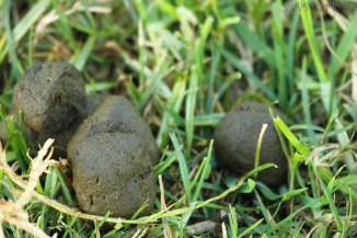 Bare-nosed wombat 2AM-001393