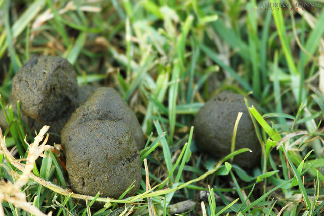 Bare-nosed wombat 2AM-001393