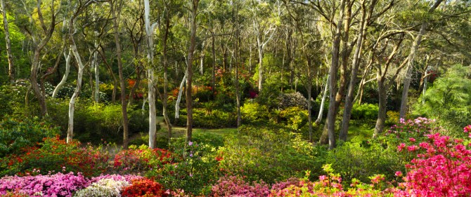 campbell-rhododendron-gardens-2am-6831-6832-panorama_edit