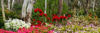 campbell-rhododendron-gardens-2am-6845-6847-panorama_edit