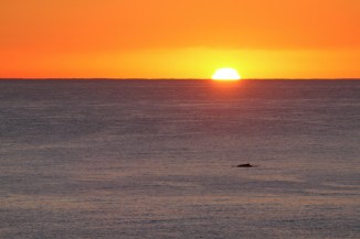humpback-sunrise-2am-007774