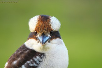 Laughing Kookaburra 2AM-001384