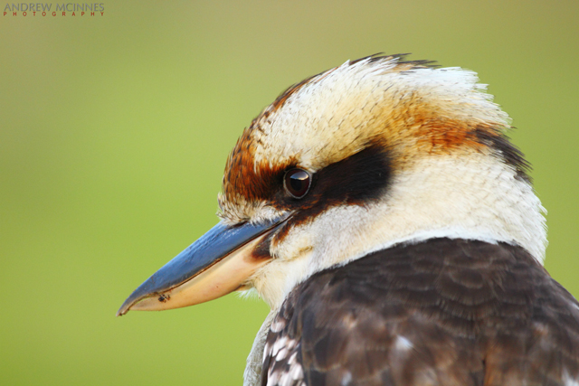 Laughing Kookaburra 2AM-001387