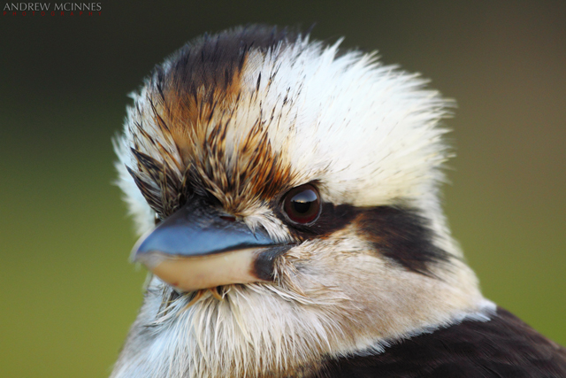 Laughing Kookaburra 2AM-001394