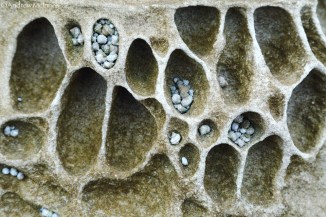 Pearl Beach 2AM-008788