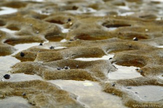 Pearl Beach 2AM-008803