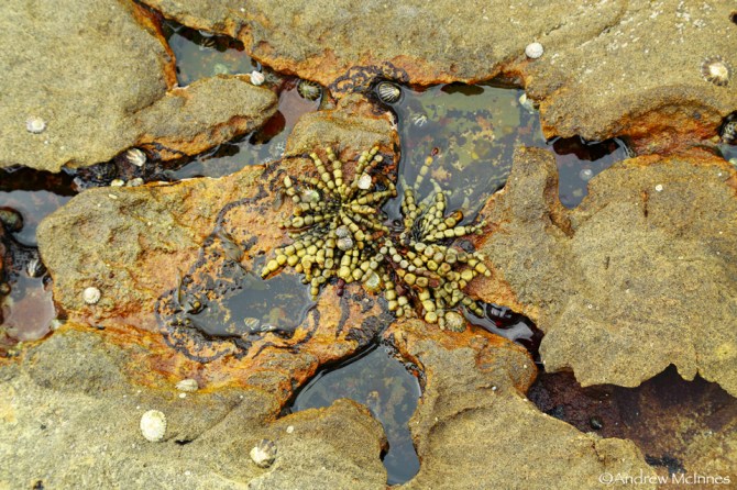 Pearl Beach 2AM-008835