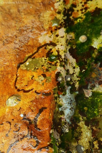 Pearl Beach 2AM-008844