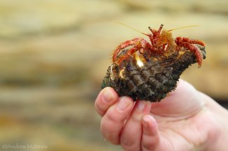 Pearl Beach 2AM-008864