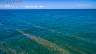 Trichodesmium 2AM-000408