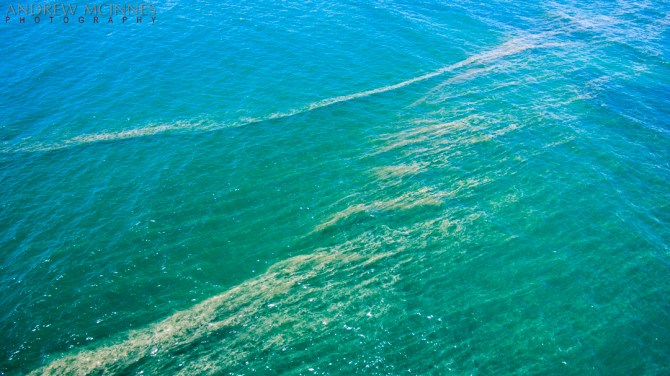 Trichodesmium 2AM-000419