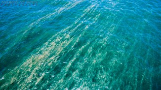 Trichodesmium 2AM-000422