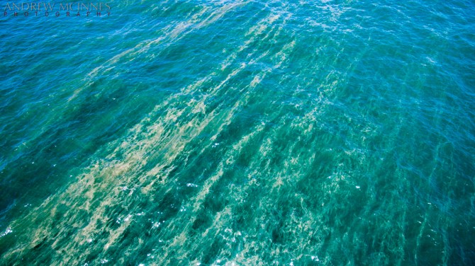 Trichodesmium 2AM-000422